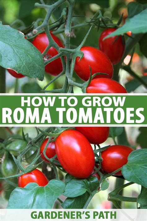 How to Grow Roma Tomatoes: The Complete Plant Guide